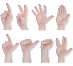 Different Palm Models